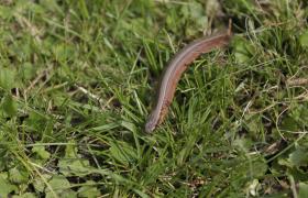 Anguis fragilis