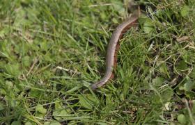 Anguis fragilis