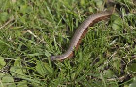 Anguis fragilis