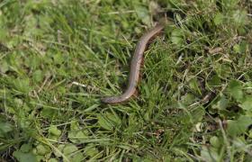 Anguis fragilis