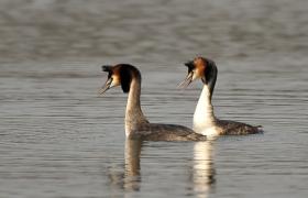 Podiceps cristatus