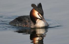 Podiceps cristatus