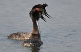 Podiceps cristatus