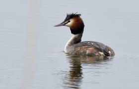 Podiceps cristatus