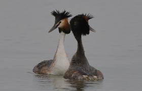 Podiceps cristatus