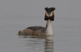 Podiceps cristatus