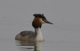 Podiceps cristatus