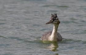 Perkoz dwuczuby