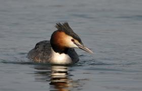 Podiceps cristatus