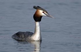 Podiceps cristatus