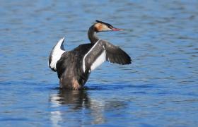 Podiceps cristatus