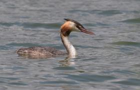 Podiceps cristatus
