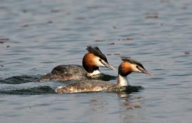 Podiceps cristatus