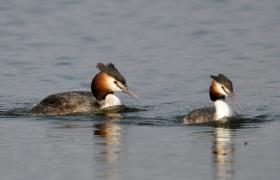 Podiceps cristatus