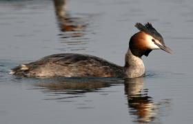 Podiceps cristatus