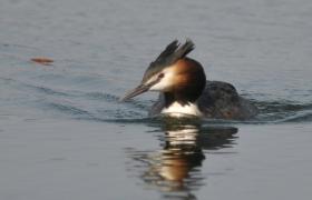 Podiceps cristatus