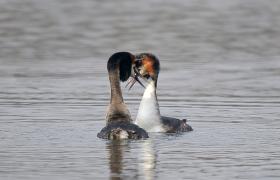 Podiceps cristatus