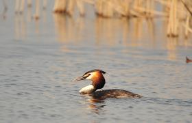 Podiceps cristatus