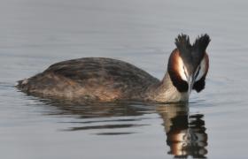 Podiceps cristatus