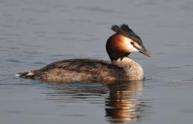 Podiceps cristatus
