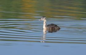 Podiceps cristatus