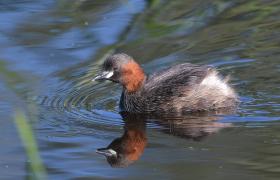 Tachybaptus ruficollis