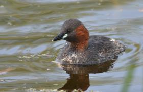 Tachybaptus ruficollis