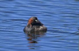 Tachybaptus ruficollis