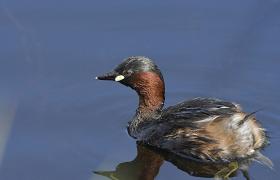 Tachybaptus ruficollis