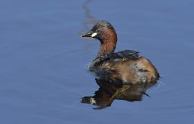 Tachybaptus ruficollis