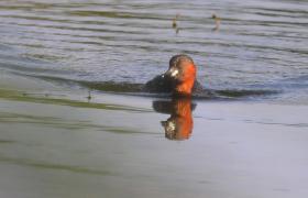 Tachybaptus ruficollis