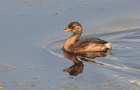 Tachybaptus ruficollis