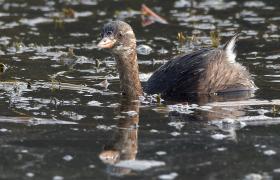 Tachybaptus ruficollis