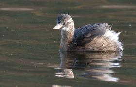 Tachybaptus ruficollis