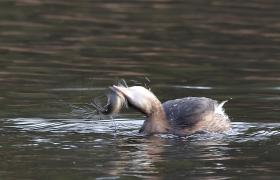 Tachybaptus ruficollis