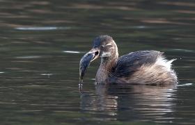 Tachybaptus ruficollis