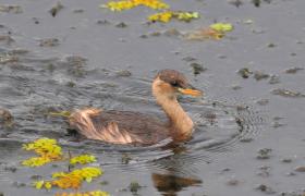 Tachybaptus ruficollis