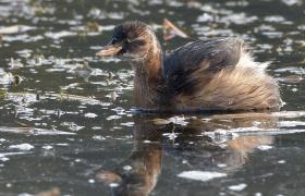 Tachybaptus ruficollis