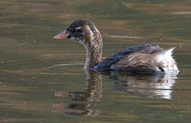 Tachybaptus ruficollis
