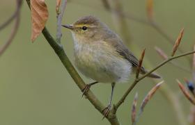 Phylloscopus trochilus
