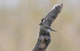 Phylloscopus trochilus