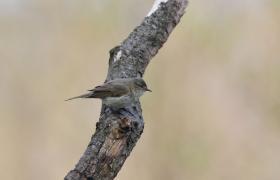 Phylloscopus trochilus