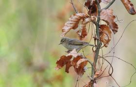 Phylloscopus trochilus