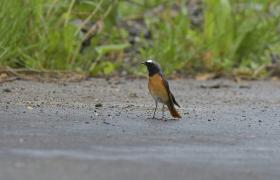 Phoenicurus phoenicurus