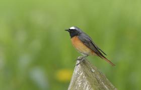 Phoenicurus phoenicurus