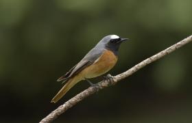 Phoenicurus phoenicurus