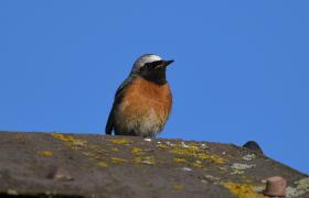Phoenicurus phoenicurus