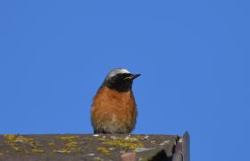 Phoenicurus phoenicurus