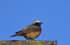 Phoenicurus phoenicurus