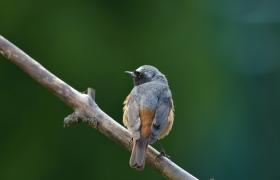 Phoenicurus phoenicurus
